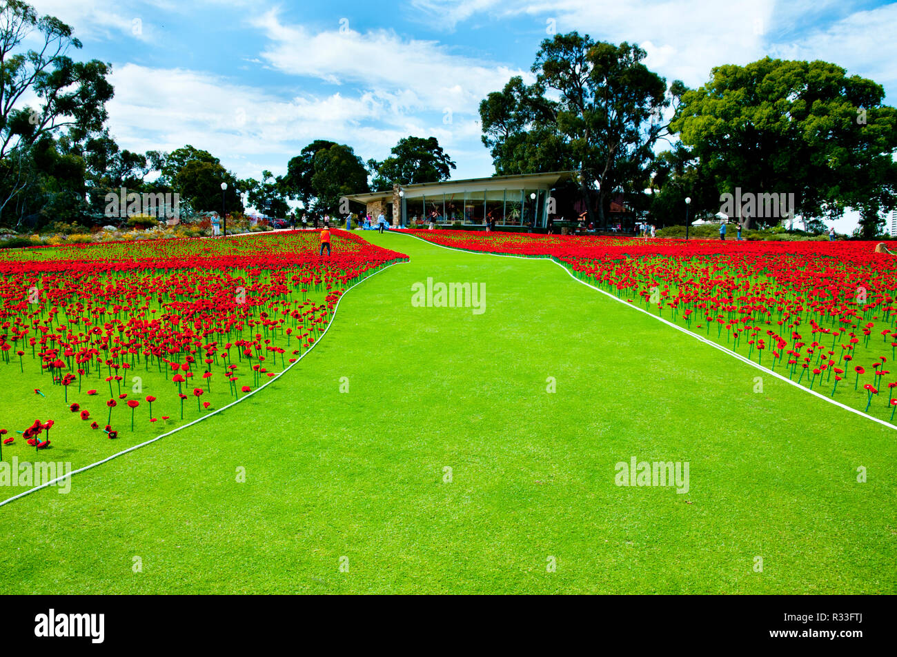 Papaveri artificiali in Kings Park - Perth - Australia Foto Stock