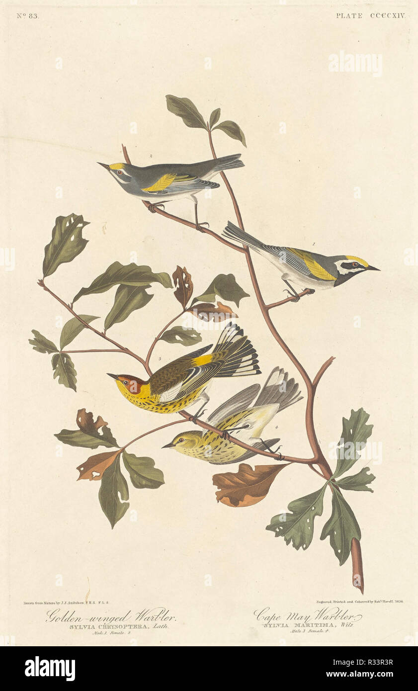 Golden-winged trillo e Cape May trillo. Data: 1838. Medium: colorate a mano di attacco e acquatinta su carta Whatman. Museo: National Gallery of Art di Washington DC. Autore: Robert Havell dopo John James Audubon. AUDUBON, Giovanni Giacomo. Foto Stock