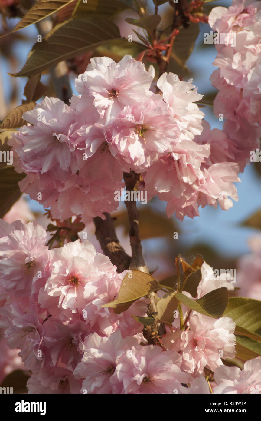 Ritratto di fiori di ciliegio fioritura Foto Stock