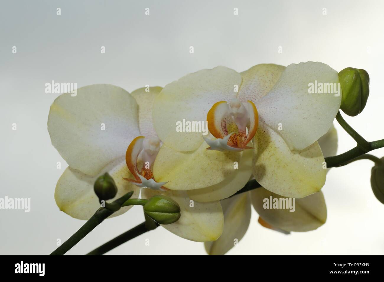 orchidea Foto Stock