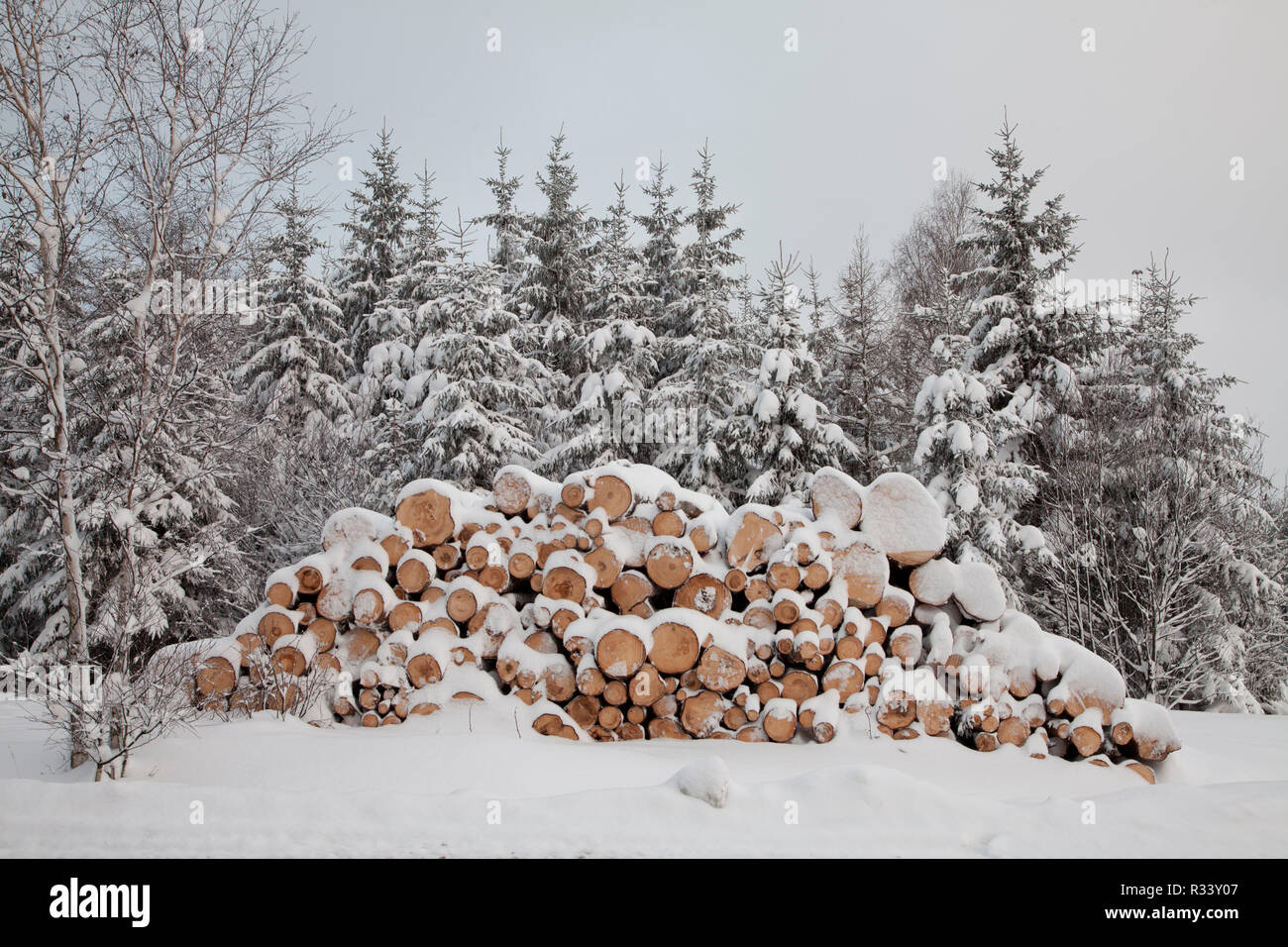 Langholz in inverno la neve Foto Stock