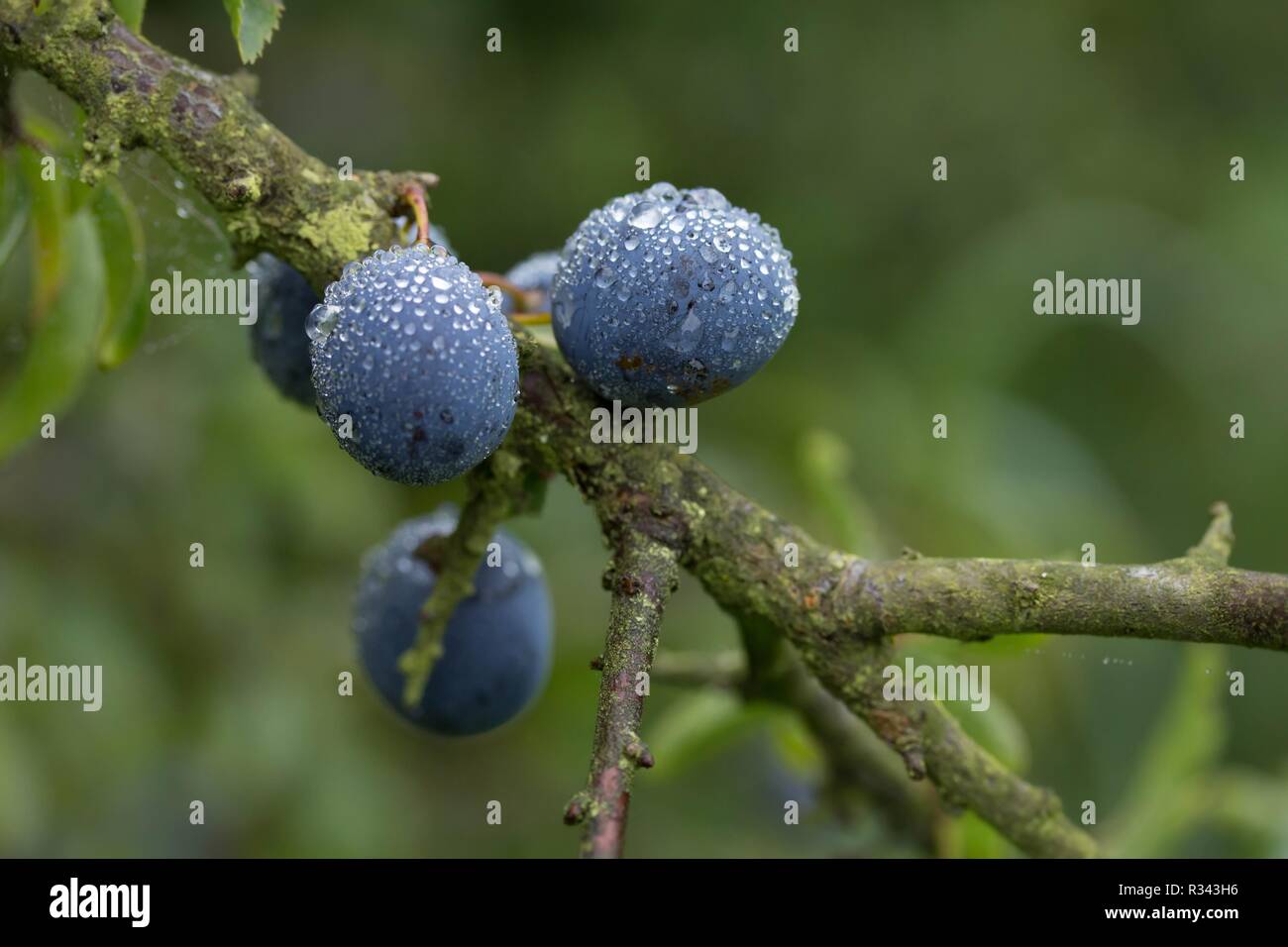 Mature di sloe / mature prugnole Foto Stock