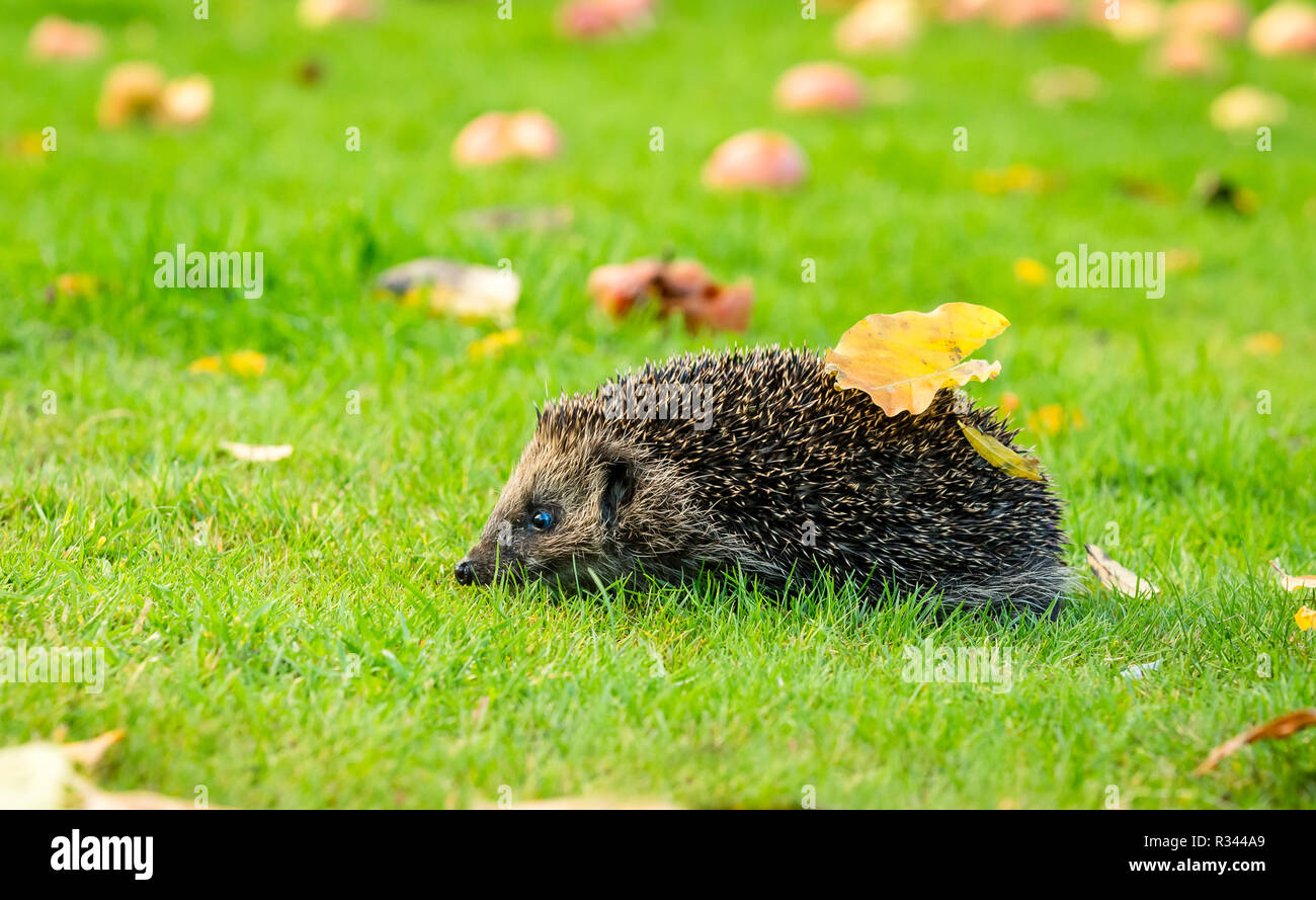 Riccio, wild,nativo, hedgehog europeo a piedi a sinistra nel giardino naturale habitat durante l autunno o cadere.Manna mele in background. paesaggio Foto Stock
