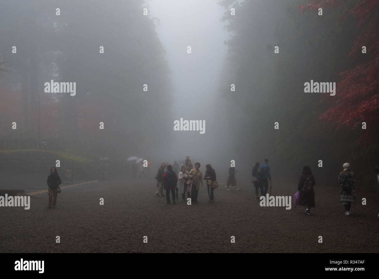 La nebbia e la nebbia crea un effetto inquietante lungo un percorso nei pressi di Toshogu in Nikko, Giappone. Foto Stock