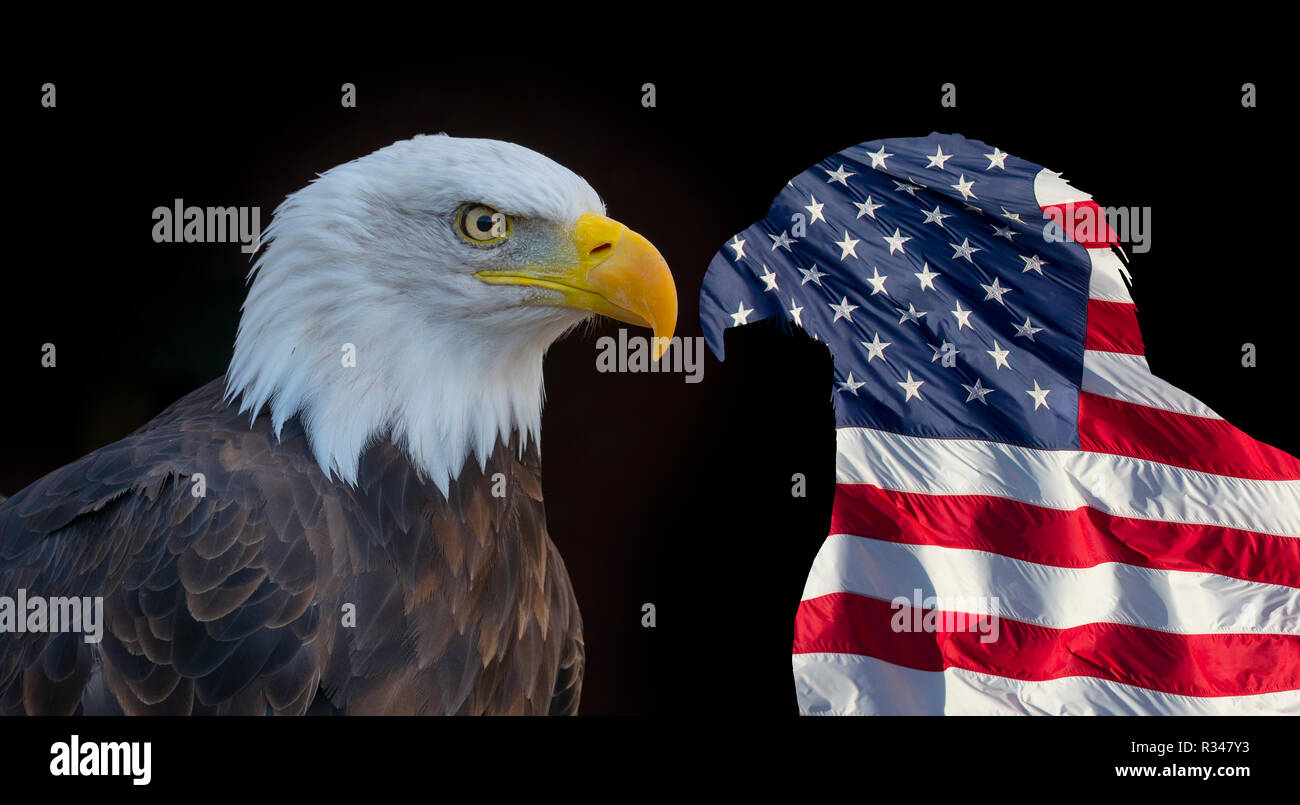 Aquila calva maschile Haliaeetus leucocephalus simbolo nazionale degli Stati Uniti Foto Stock