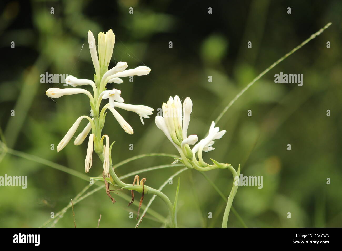 Mazzetto di parzialmente sbocciato gigli bianchi fiori su due steli intrecciati con sfocato erba selvatica in background Foto Stock