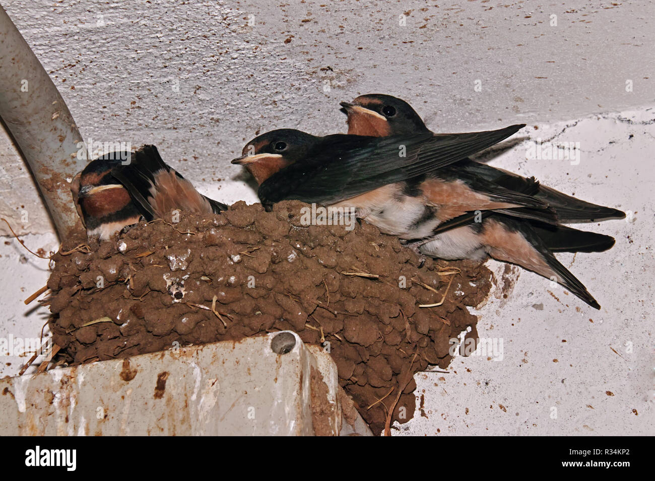 Immatures di barn swallow nel proprio nido costruito in un garage Foto Stock