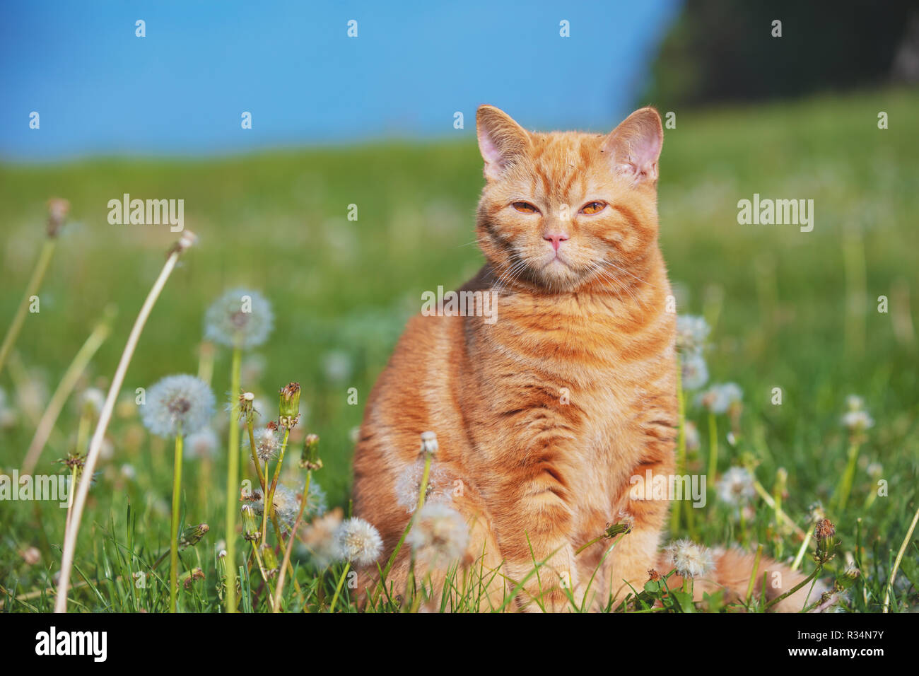 Ritratto di un piccolo gattino nel campo di tarassaco tra blowballs. Cat godendo la molla Foto Stock