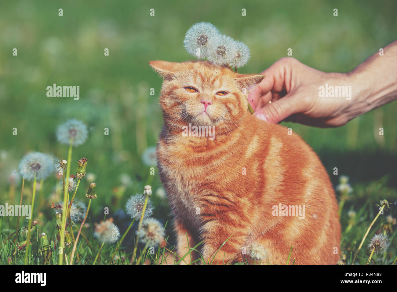 Ritratto di un piccolo gattino nel campo di tarassaco tra blowballs. Cat godendo la molla Foto Stock