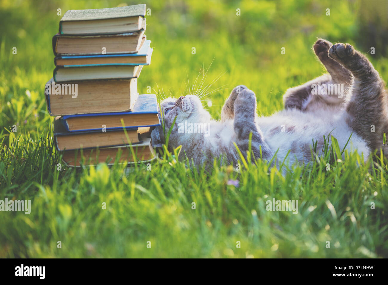 Fanny Gatto sdraiato sul retro sull'erba vicino a pila di libri antichi. Cat per godersi la vita Foto Stock