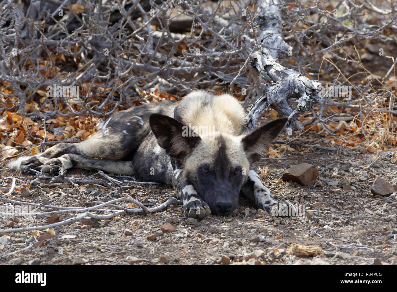 African wild dog (Lycaon pictus) giacente su un terreno arido, all'ombra, il Parco Nazionale Kruger, Sud Africa e Africa Foto Stock