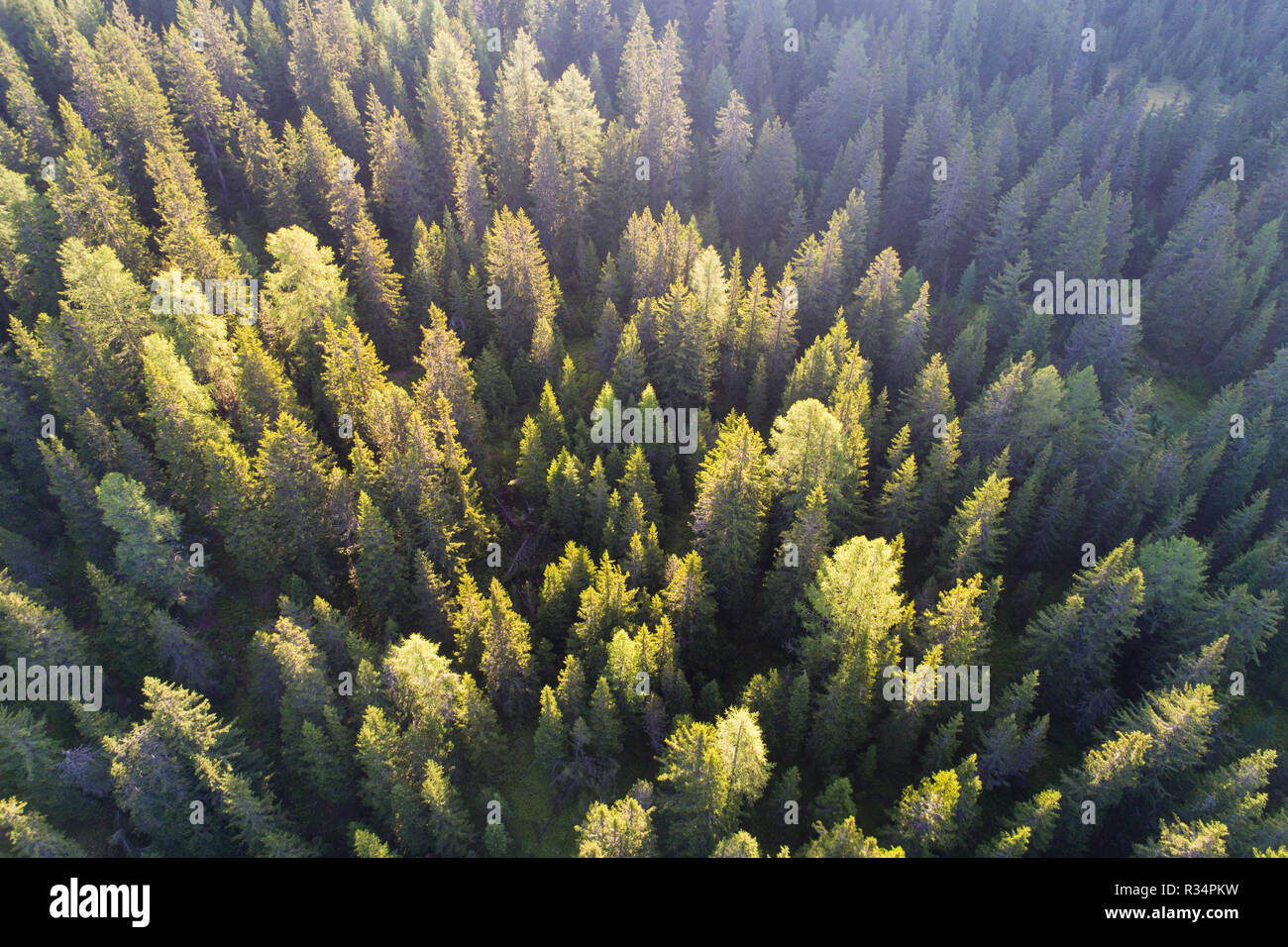 Foresta di pini e di larchs vista da sopra, antenna shot. Paesaggio di montagna Foto Stock