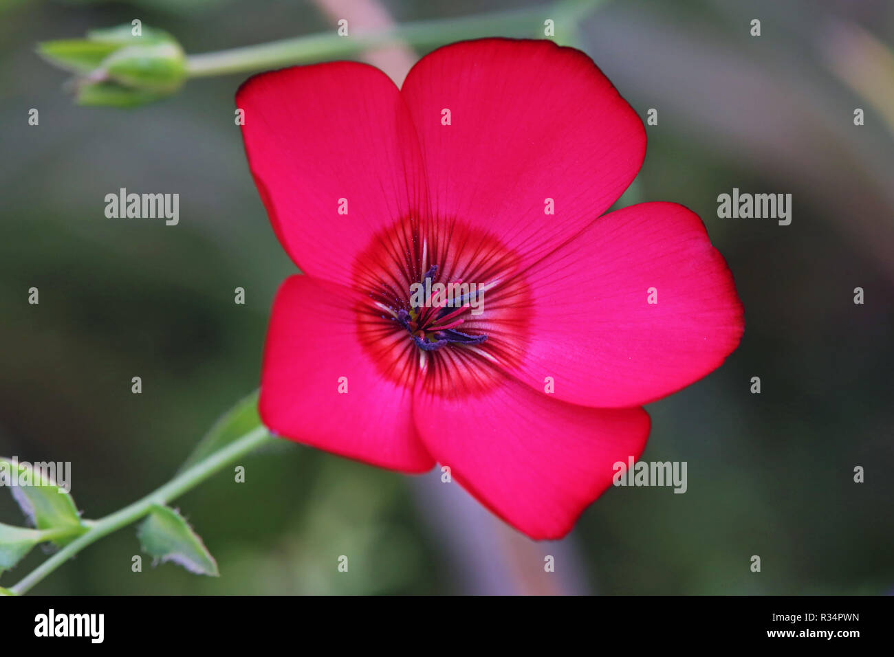 Linum grandiflorum o prachtlein linum grandiflorum Foto Stock