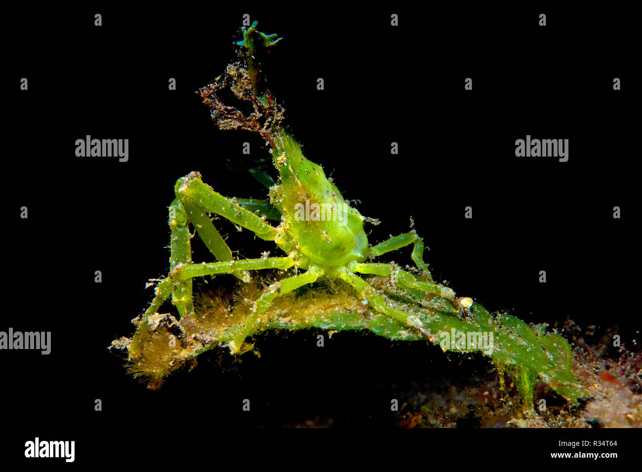 Halimeda grancevola (Huenia heraldica), Komodo Nationalpark, Komodo, Indonesia Foto Stock