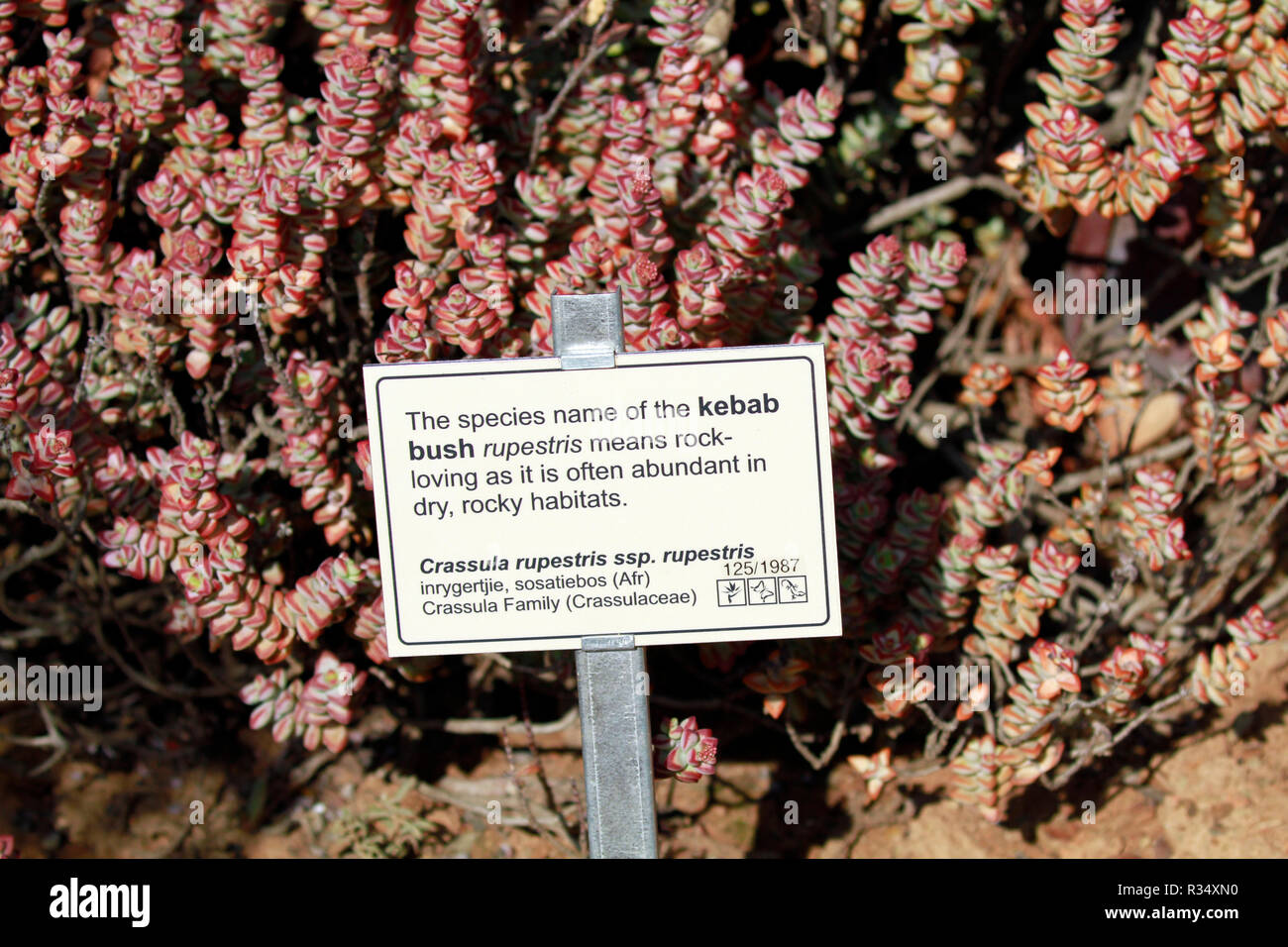 Crassula rupestris Kebab (bussola) nel deserto Karoo Giardino Botanico Nazionale di Worcester ai piedi del fiume esagonale montagne. Foto Stock