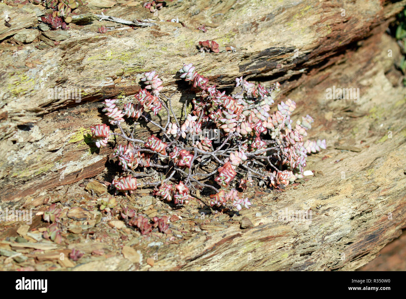 Crassula rupestris Kebab (bussola) nel deserto Karoo Giardino Botanico Nazionale di Worcester ai piedi del fiume esagonale montagne. Foto Stock