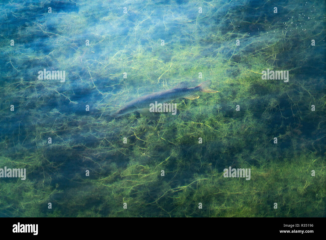 Giovani pickerel al lago artificiale Phoenix vedere a Dortmund, Germania Foto Stock