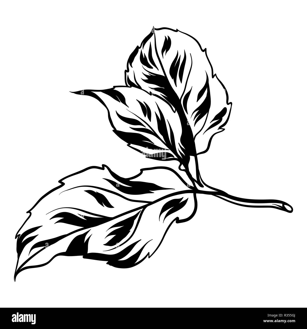 Mela con foglia Immagini Vettoriali Stock - Alamy