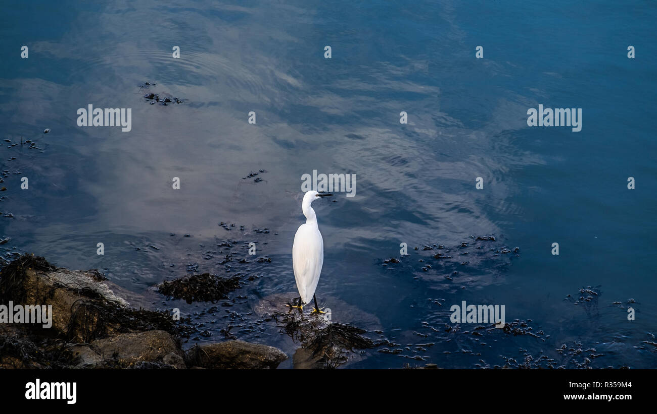 Singola bianco garzetta contro il luminoso blu delle acque del porto. In attesa di vedere la sua preda e in cerca di solitudine. Finito in arte digitale stile. Foto Stock