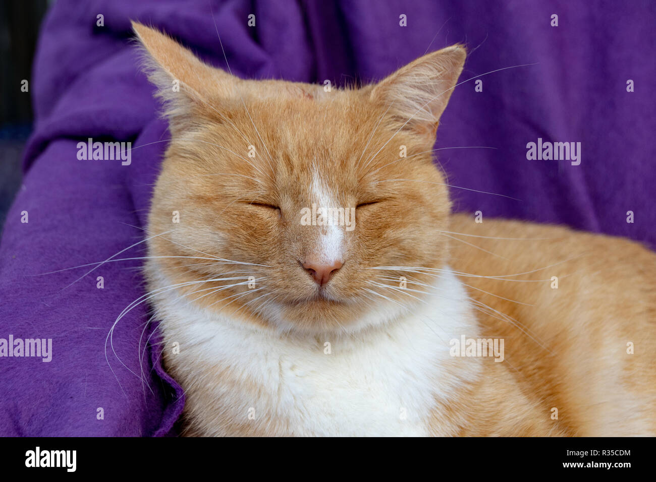 Lo zenzero domestico gatto con un naso gonfio a causa di pus e ascessi  infetti da tagliare sulla testa Foto stock - Alamy