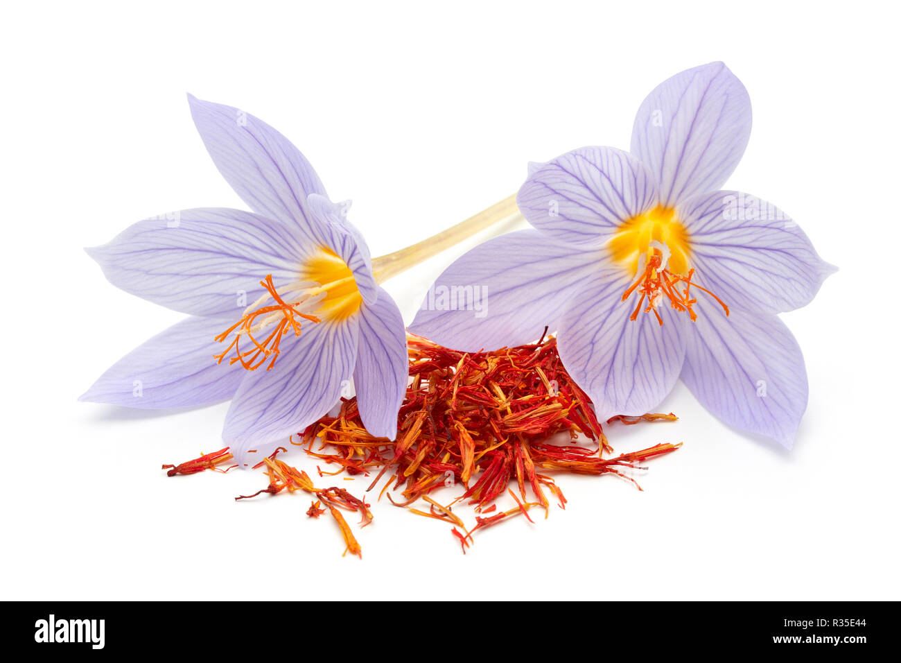 Lo zafferano con fiore Crocus isolati su sfondo bianco Foto Stock