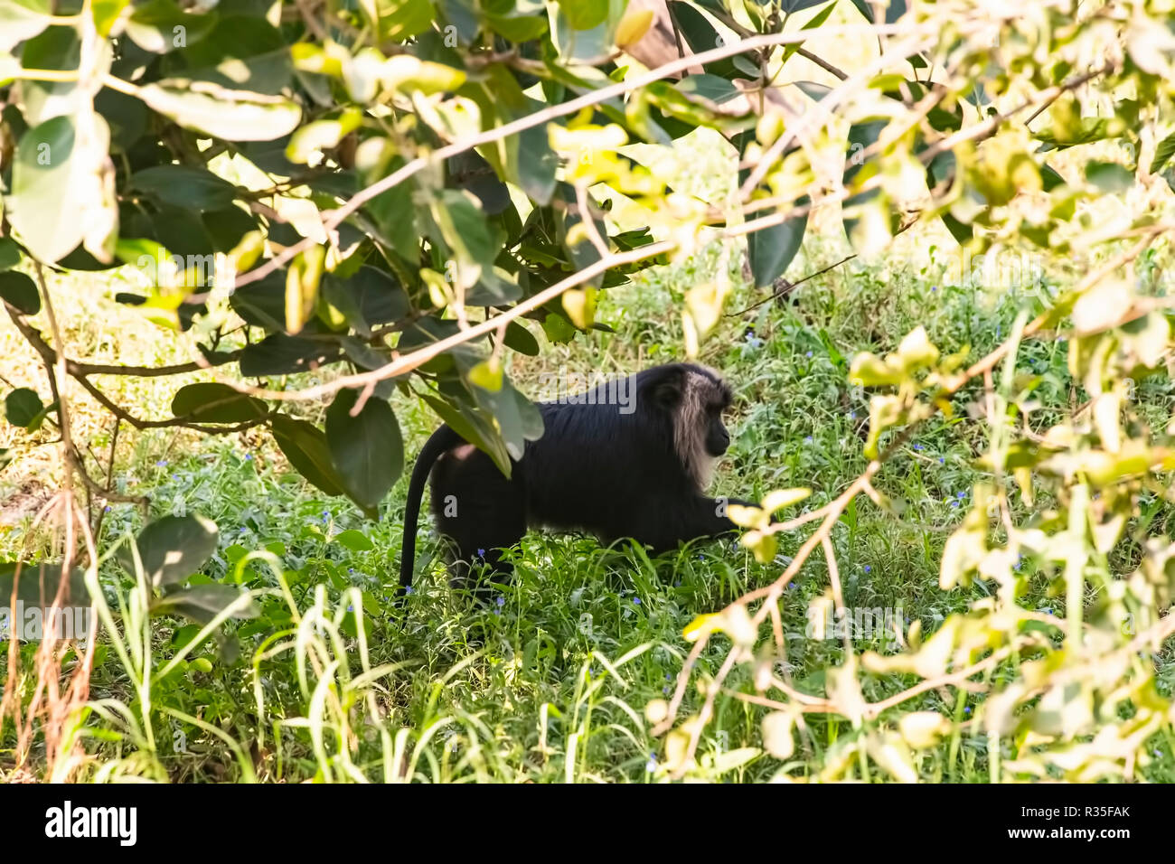 Babbuino nero,passeggiando,in giardino,spazio aperto, lo zoo di Delhi, Foto Stock