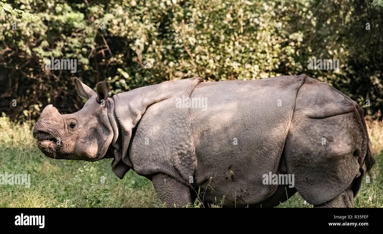 Animali da Zoo,Rhino masticare erbe,nel campo dello zoo,Delhi,Regione della Capitale Nazionale,l'India. Foto Stock