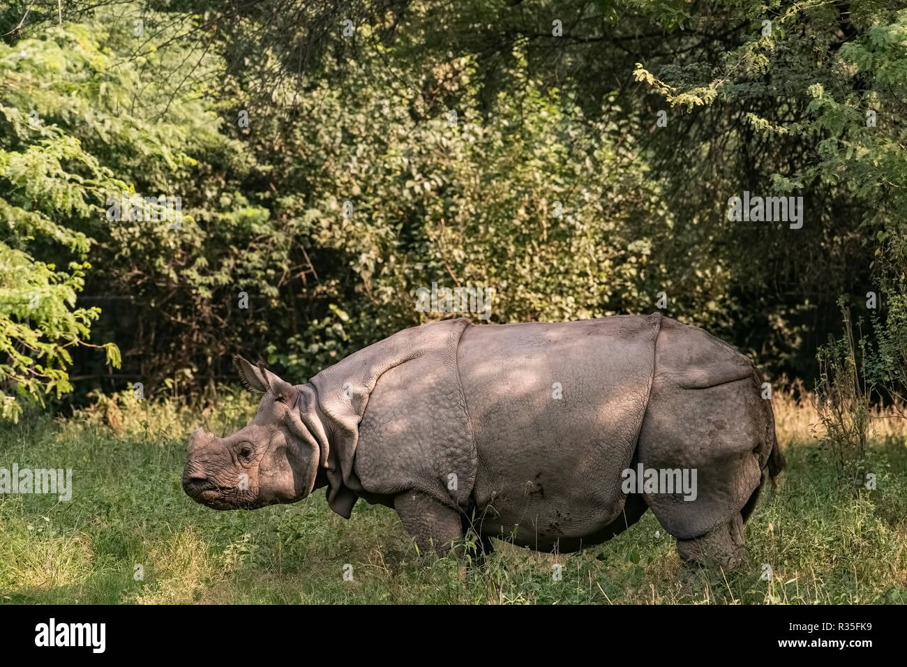 Animali da Zoo,Rhino,munching,erbe in Delhi zoo campo,New Delhi,regione della capitale nazionale, India. Foto Stock