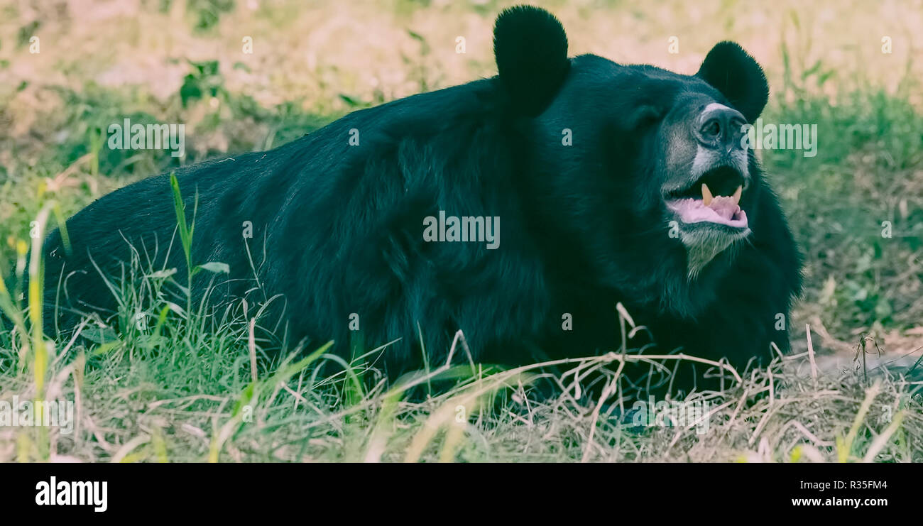Animali dello Zoo,Himalayan Black Bear,appoggiata,in terreno aperto,New Delhi zoo,Regione della Capitale Nazionale,l'India. Foto Stock