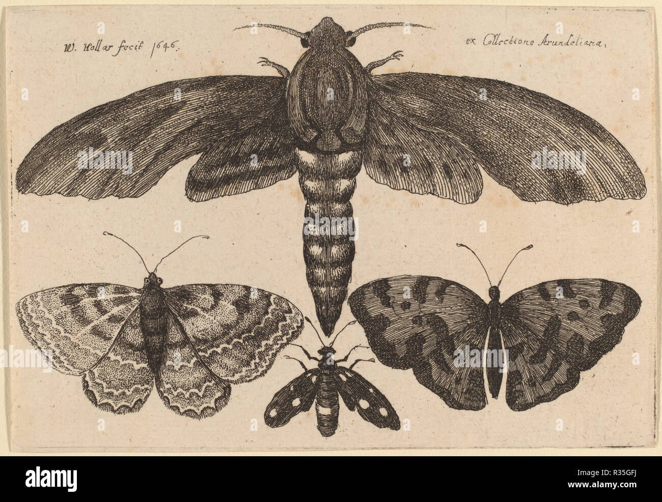 La tignola e tre farfalle. Data: 1646. Medio: l'attacco. Museo: National Gallery of Art di Washington DC. Autore: Wenceslaus Hollar. Foto Stock