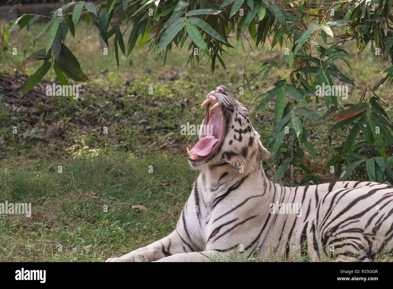 Zoo ,animali,sbadigli,bianco tigre,Delhi zoo, New Delhi,N.C.R.India. Foto Stock
