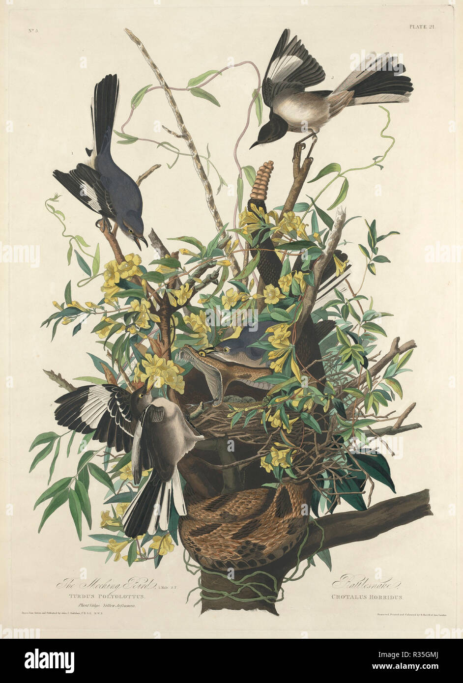 Il beffardo Bird. Data: 1827. Dimensioni: piastra: 84,4 x 60 cm (33 1/4 x 23 5/8 in.) foglio: 99,5 x 66,5 cm (39 3/16 x 26 3/16 in.). Medium: colorate a mano di attacco e acquatinta su carta Whatman. Museo: National Gallery of Art di Washington DC. Autore: Robert Havell dopo John James Audubon. Robert Havell. John James Audubon. Foto Stock Il beffardo Bird. Data: 1827. Dimensioni: piastra: 84,4 x 60 cm (33 1/4 x 23 5/8 in.) foglio: 99,5 x 66,5 cm (39 3/16 x 26 3/16 in.). Medium: colorate a mano di attacco e acquatinta su carta Whatman. Museo: National Gallery of Art di Washington DC. Autore: Robert Havell dopo John James Audubon. Robert Havell. John James Audubon. Foto Stock
