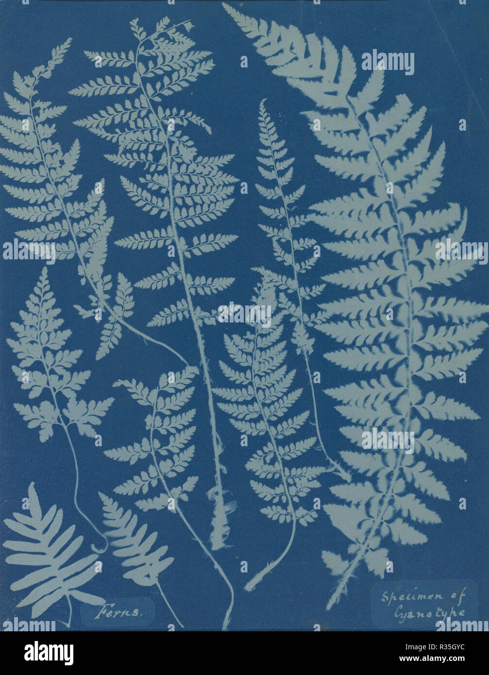 Felci. Campione di Cyanotype. Data: 1840s. Dimensioni: complessivo: 26,3 x 20,8 cm (10 3/8 x 8 3/16 in.). Medium: cyanotype. Museo: National Gallery of Art di Washington DC. Autore: Anna Atkins. Foto Stock