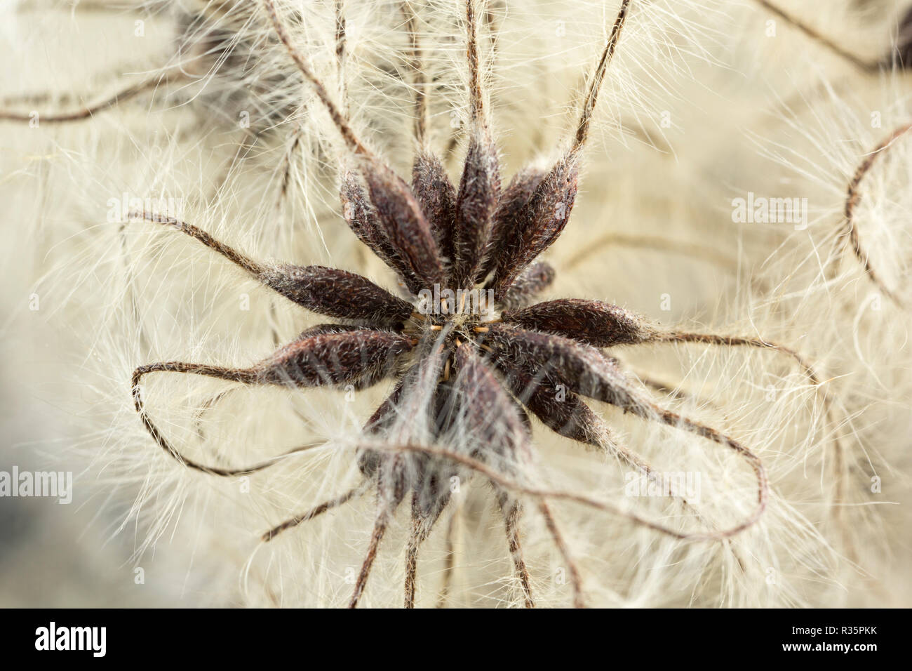 I semi di viaggiatori-gioia, o un uomo vecchio con la barba, Clematis vitalba, fotografato su uno sfondo nero in uno studio. Il Dorset England Regno Unito GB Foto Stock