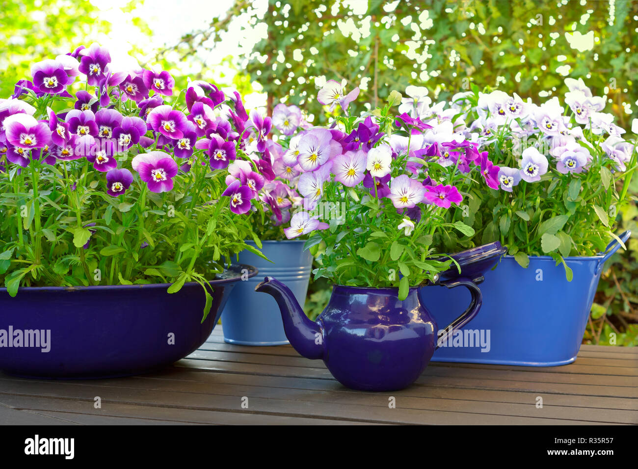 Viola, blu e viola pansy Fiori in 3 bicchieri e una brocca smaltata su un balcone in legno tavolo in primavera, modello di sfondo Foto Stock