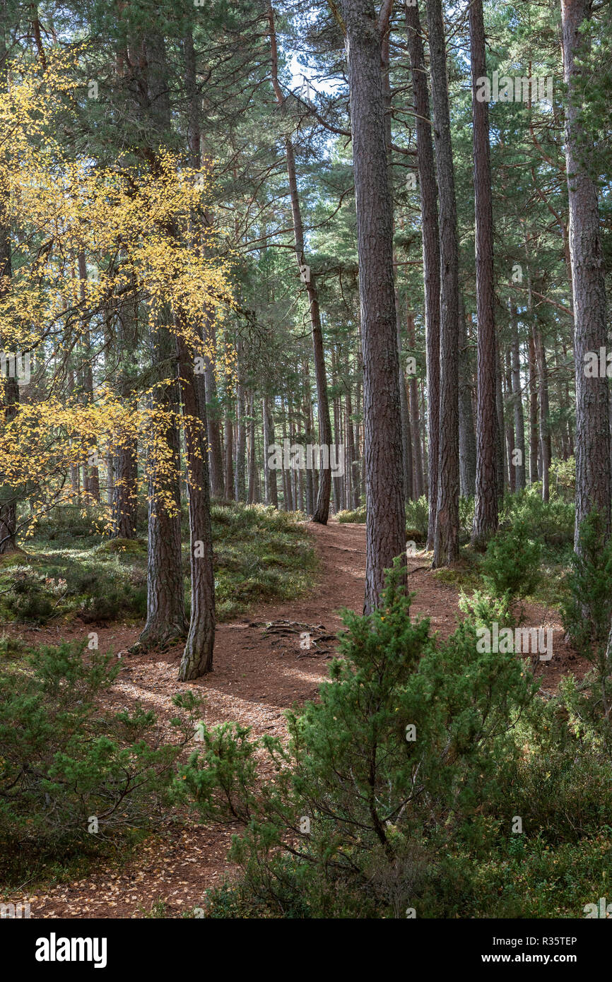 Abernethy Caledonian foresta nelle Highlands della Scozia. Foto Stock