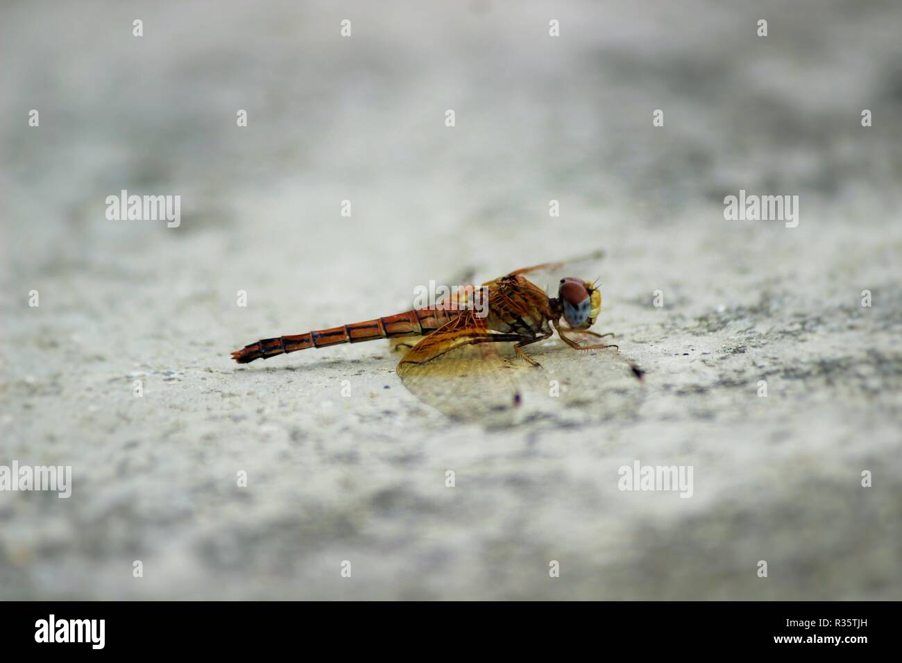 Questa fotografia mostra una libellula selvaggia. Foto Stock