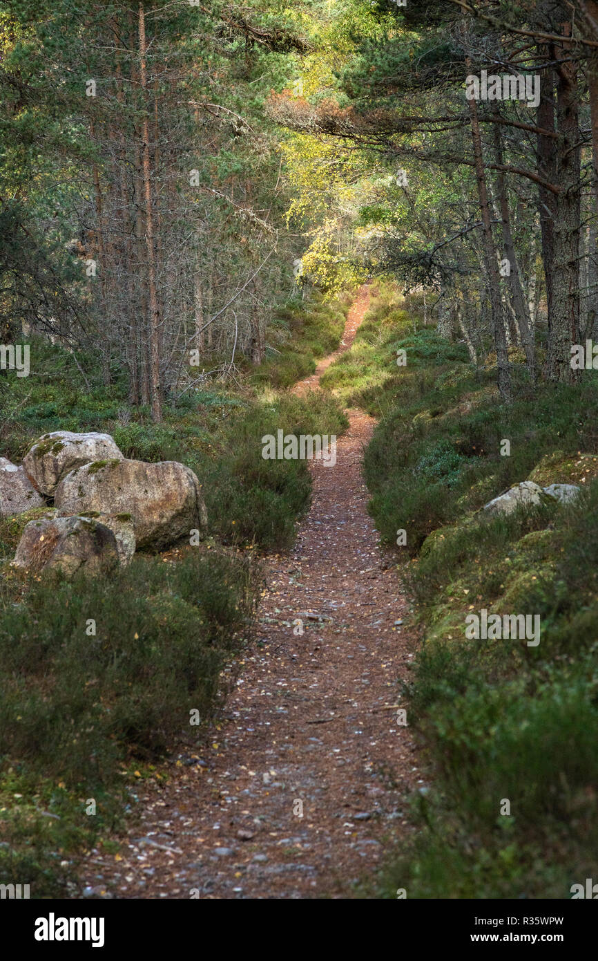 Percorso ciclo attraverso Abernethy Caledonian foresta in Scozia. Foto Stock
