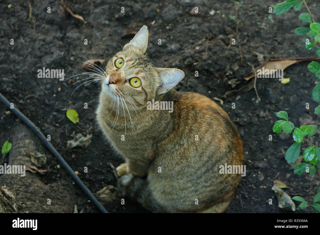 Primo piano volto di un tabby cat seduto per terra e cercare la struttura ad albero nel giardino, cercando opportunità concetto Foto Stock