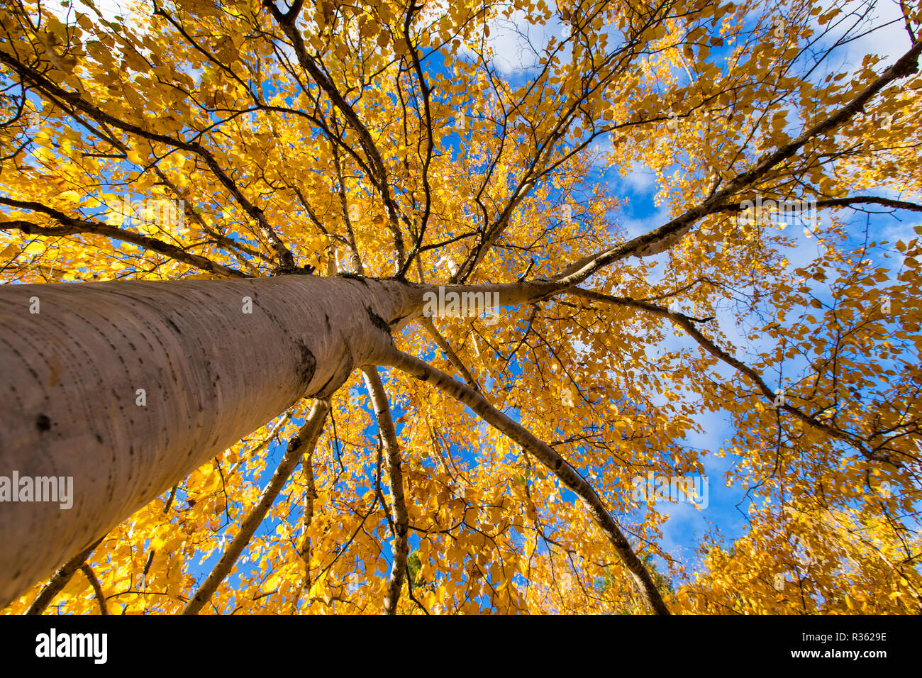 Betula papyrifera (carta betulla, noto anche come white birch e canoa betulla) in autunno sunrise Foto Stock