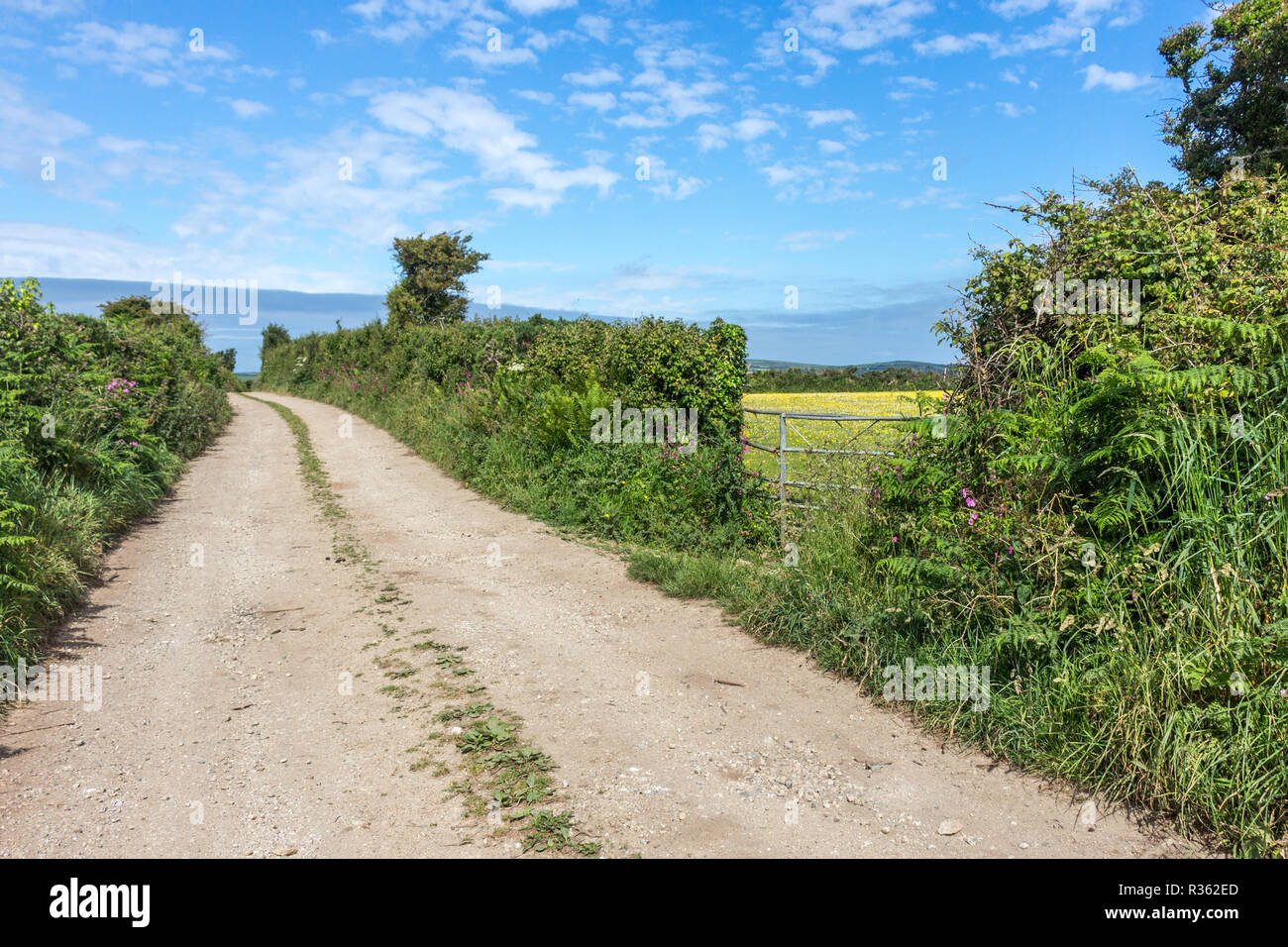 Vicolo del paese e lungo le siepi in campagna, Cornwall, Regno Unito Foto Stock