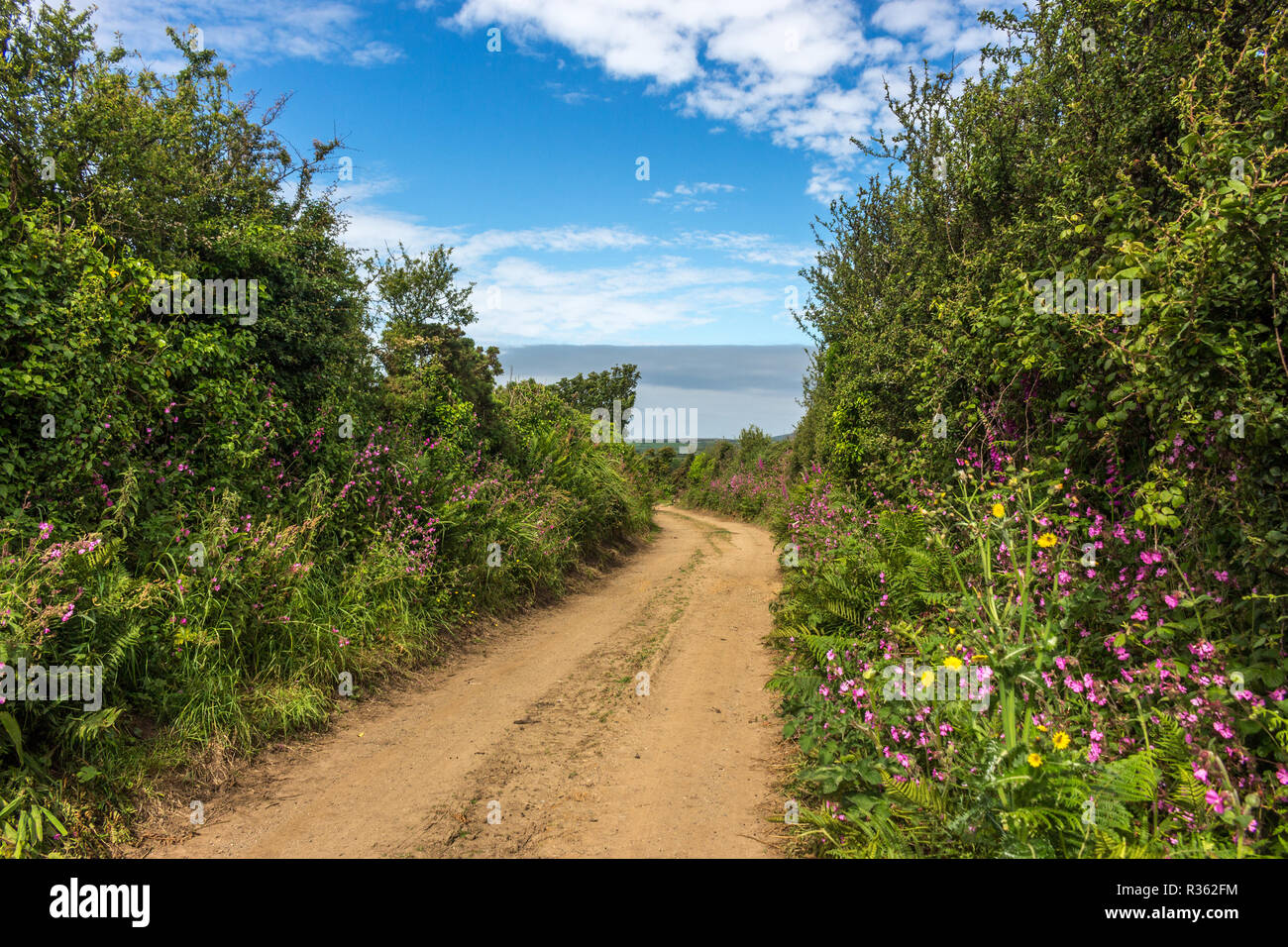Vicolo del paese e lungo le siepi in campagna, Cornwall, Regno Unito Foto Stock