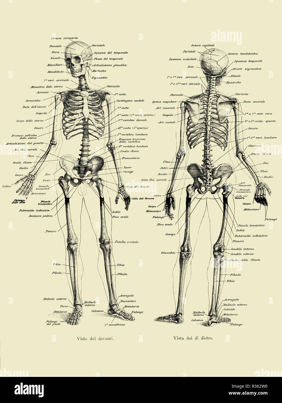 Illustrazione vintage di anatomia umana osso completa struttura scheletrica fronte e retro con italiano descrizioni anatomiche Foto Stock