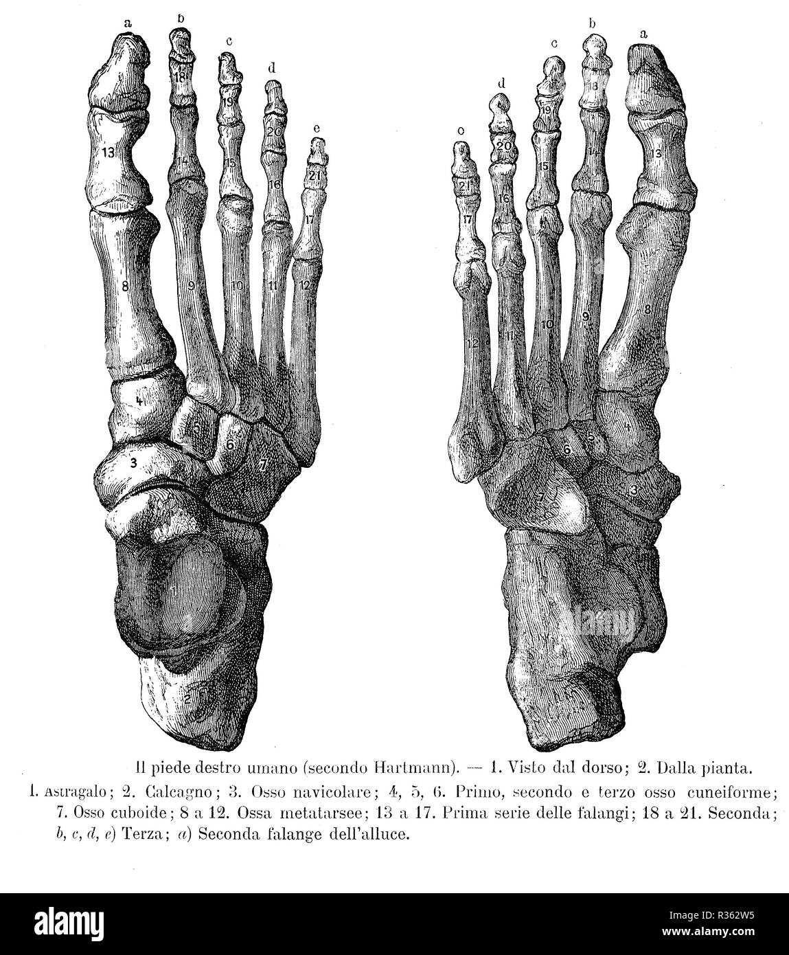 Illustrazione vintage di anatomia, il piede destro ossa, dorsalis e suola vista con italiano descrizioni anatomiche Foto Stock