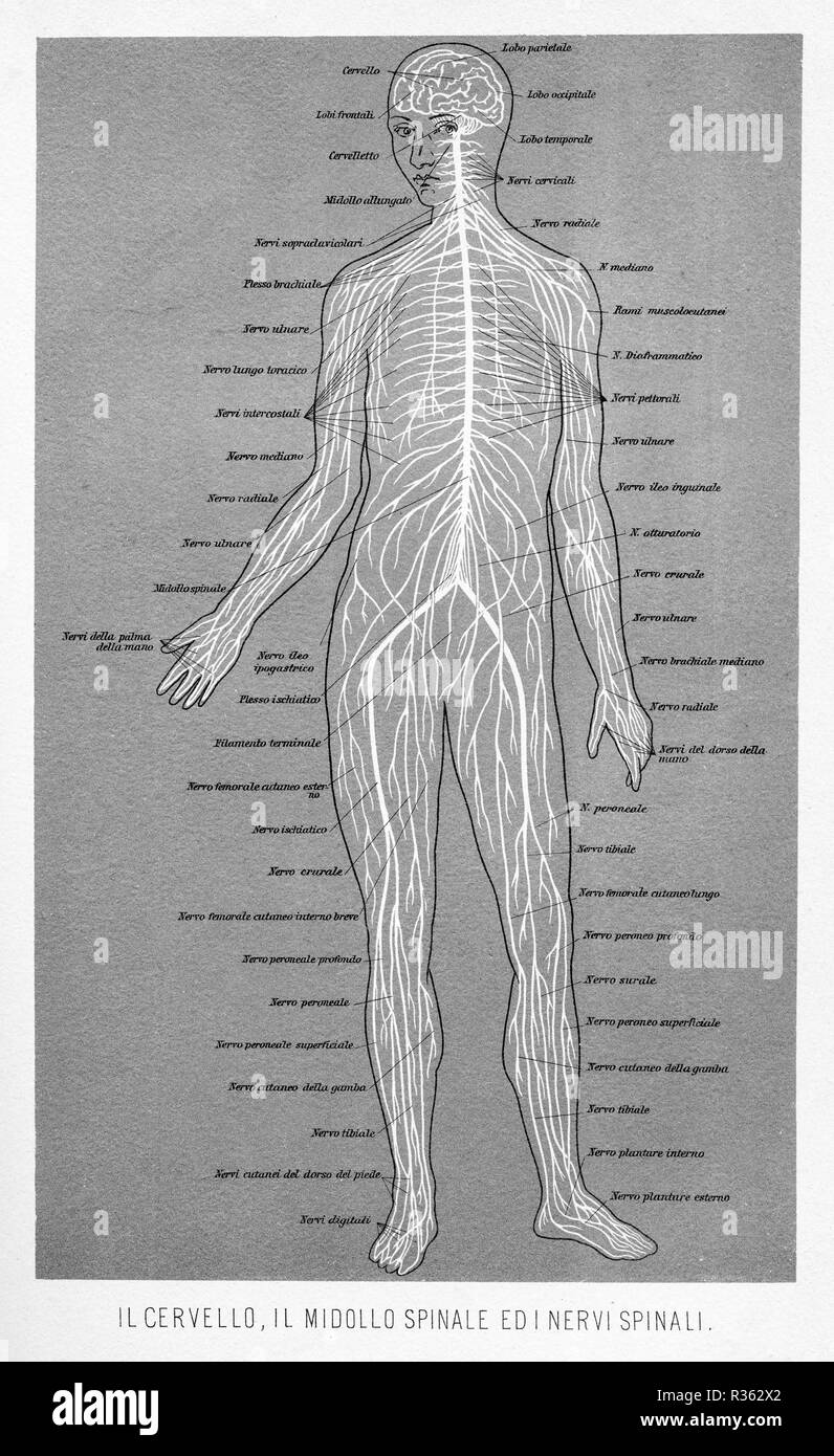 Vintage illustrazione di anatomia umana, cervello, midollo spinale e nervi spinali italiana con descrizioni anatomiche Foto Stock