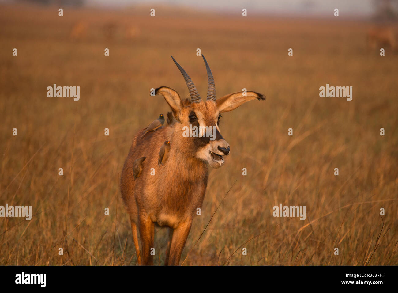 Stefano antelope Busanga plains Parco Nazionale di Kafue Zambia Africa Foto Stock