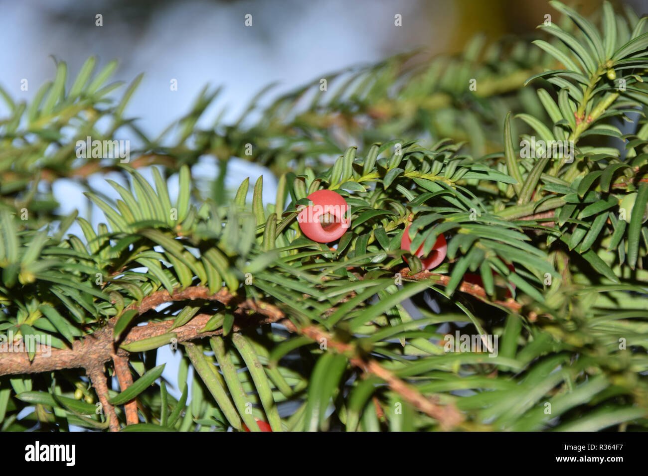 Rami di albero di Yew con frutti maturi, taxus baccata albero con disposte a spirale rossa matura coni Foto Stock