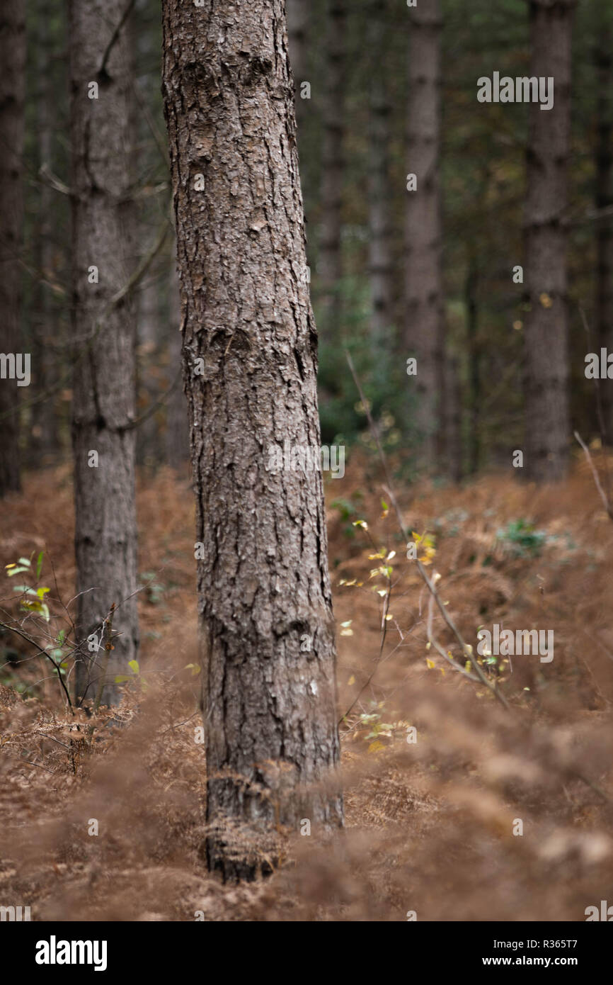 In autunno la foresta di pini di Upham Plantation, East Devon, Sud Ovest dell'Inghilterra, Regno Unito. Foto Stock