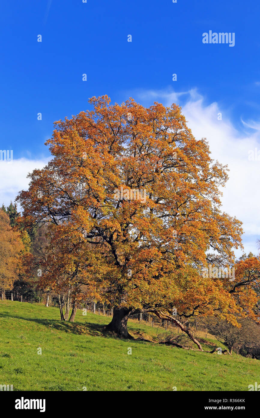 Albero di quercia in autunno Foto Stock
