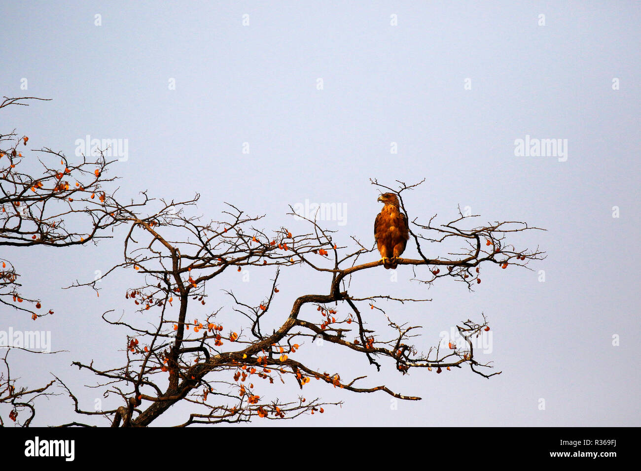 Bruno Eagle arroccato su un albero Foto Stock
